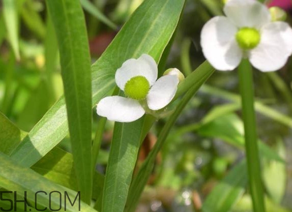 慈菇什么時(shí)候種？慈菇什么季節(jié)有