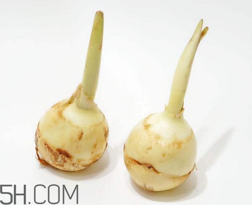 慈菇什么時(shí)候種？慈菇什么季節(jié)有