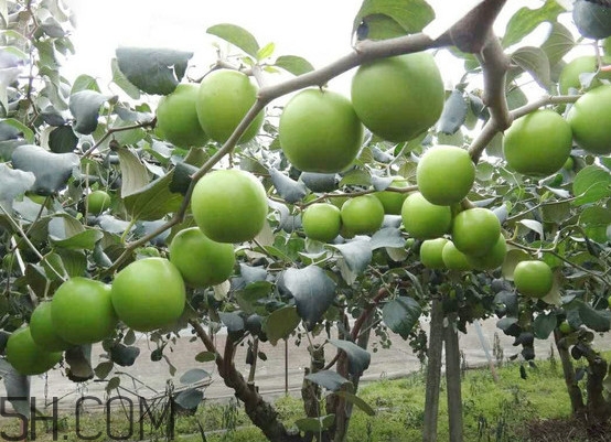 青棗核可以種嗎？青棗種植方法及管理