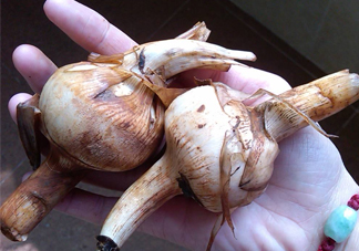 慈菇是什么？慈菇怎么吃