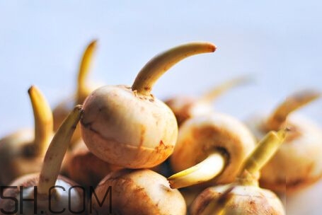 慈菇是什么？慈菇怎么吃