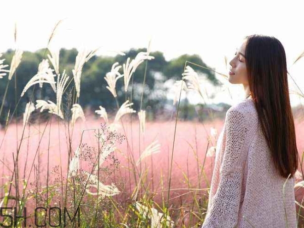 粉黛亂子是什么植物？粉黛亂子草花語