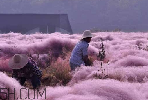 粉黛亂子是什么植物？粉黛亂子草花語