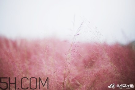 粉黛亂子是什么植物？粉黛亂子草花語