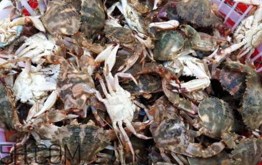 花蓋蟹和梭子蟹哪個(gè)好吃？花蓋蟹和梭子蟹區(qū)別