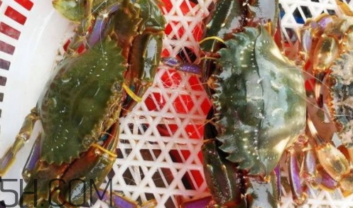 花蓋蟹和梭子蟹哪個(gè)好吃？花蓋蟹和梭子蟹區(qū)別