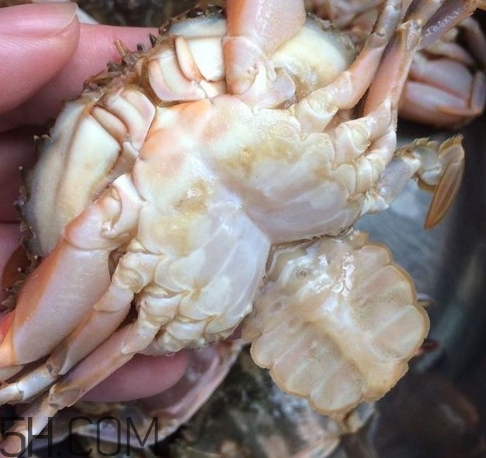 花蓋蟹和梭子蟹哪個(gè)好吃？花蓋蟹和梭子蟹區(qū)別