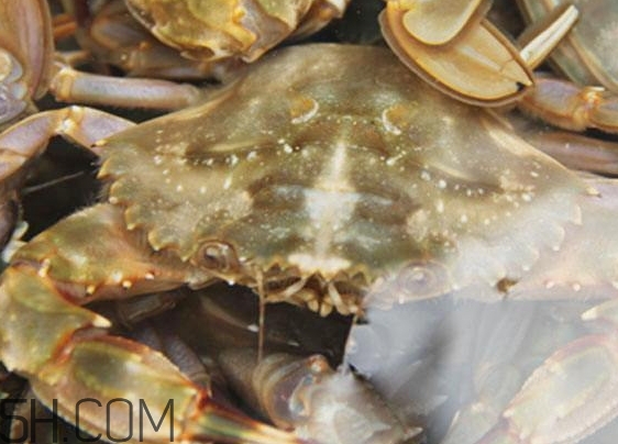 花蓋蟹和梭子蟹哪個(gè)好吃？花蓋蟹和梭子蟹區(qū)別