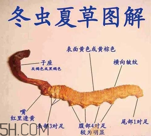 冬蟲夏草為什么這么貴？冬蟲夏草功效有哪些