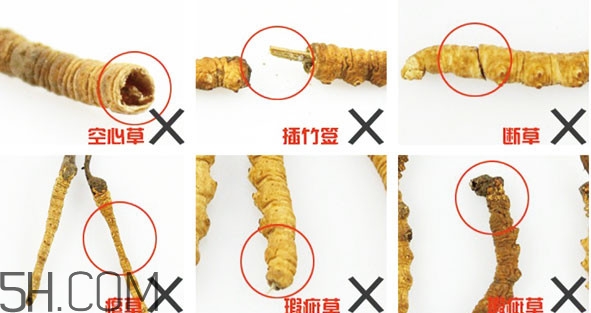 冬蟲夏草有假的嗎？冬蟲夏草不抗癌