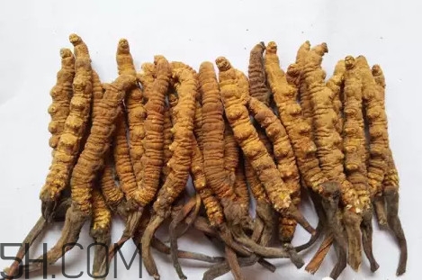 冬蟲夏草真的冬天是蟲夏天是草嗎？冬蟲夏草是怎么長成