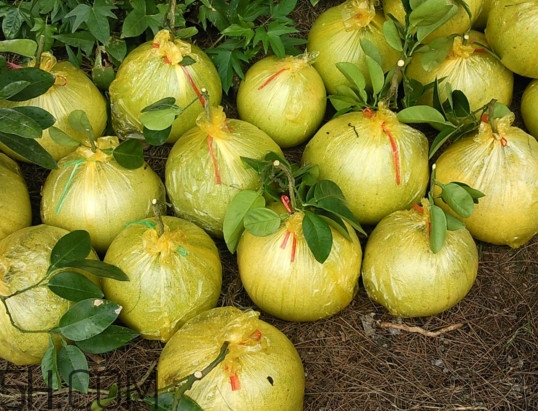 文旦上火嗎？文旦種植環(huán)境條件