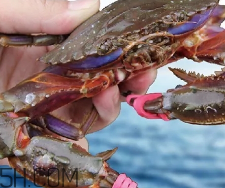 海虹蟹好吃嗎？海虹蟹多少錢一斤
