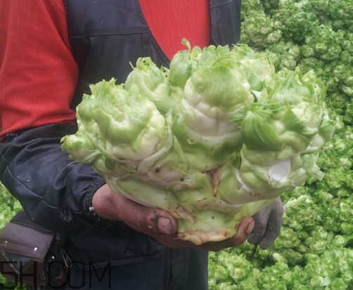 兒菜怎么種？兒菜怎么腌制