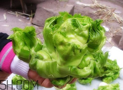 兒菜怎么種？兒菜怎么腌制