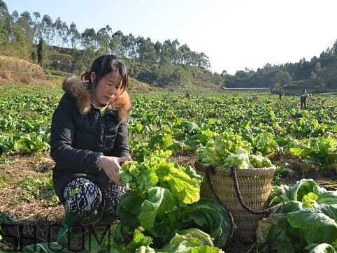 兒菜怎么種？兒菜怎么腌制