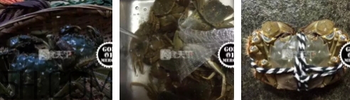 菜蟹是什么蟹？菜蟹的營養(yǎng)價值與功效