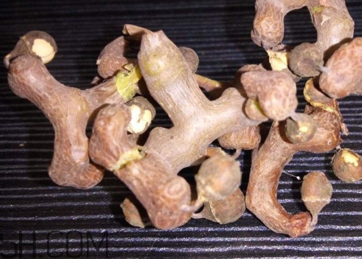 雞爪梨解酒是真的嗎？雞爪梨種下幾年能開花結(jié)果