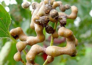 雞爪梨解酒是真的嗎？雞爪梨種下幾年能開花結果