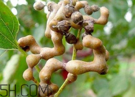 雞爪梨解酒是真的嗎？雞爪梨種下幾年能開花結(jié)果
