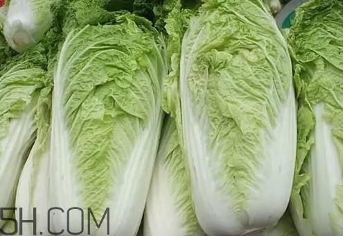 冬儲大白菜怎么才不會壞？冬儲大白菜什么時候上市