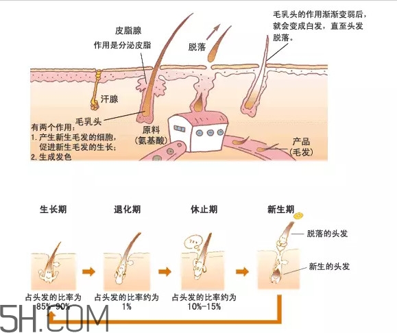 禿頂了還能長(zhǎng)出頭發(fā)嗎？禿頂和性欲太強(qiáng)是不是有關(guān)