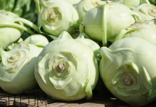 大頭菜是發(fā)物嗎？大頭菜是卷心菜嗎