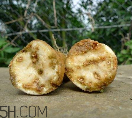 紅薯爛了一點(diǎn)還能吃嗎 紅薯爛了切掉還能吃嗎 紅薯爛了一點(diǎn)還能吃嗎 紅薯爛了切掉還能吃嗎