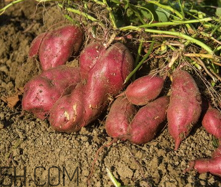 紅薯爛了一點(diǎn)還能吃嗎 紅薯爛了切掉還能吃嗎 紅薯爛了一點(diǎn)還能吃嗎 紅薯爛了切掉還能吃嗎