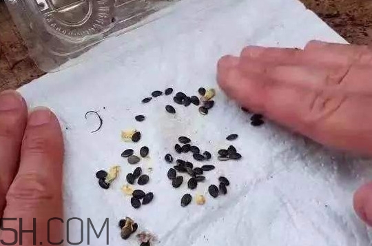 百香果的皮有什么作用？百香果籽可以種嗎