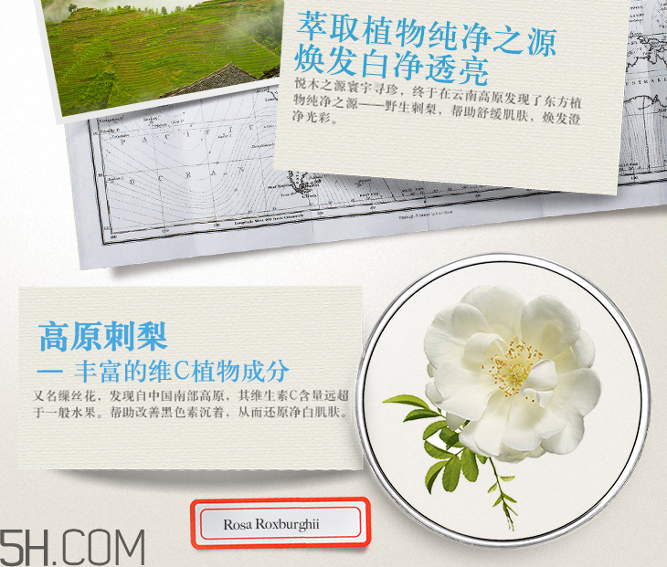 悅木之源韋博士刺梨煥亮維C精華霜 悅木之源韋博士刺梨煥亮維C精華霜