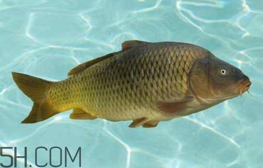 野生黃河鯉魚多少錢一斤？黃河鯉魚有幾根須