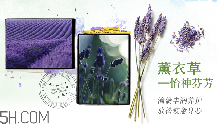 悅木之源薰衣草怡神泡泡沐浴露 悅木之源薰衣草怡神泡泡沐浴露