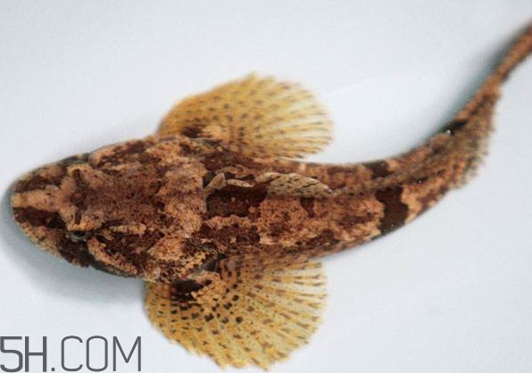 松江鱸魚產(chǎn)地在松江嗎？松江鱸魚是保護動物嗎