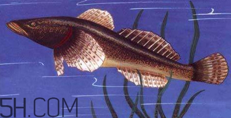 松江鱸魚多少錢一斤？松江鱸魚的松江在哪里