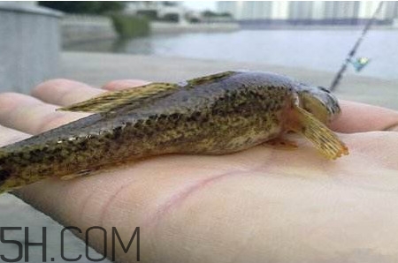 松江鱸魚能長多大？塘鱧魚和松江鱸魚有什么區(qū)別