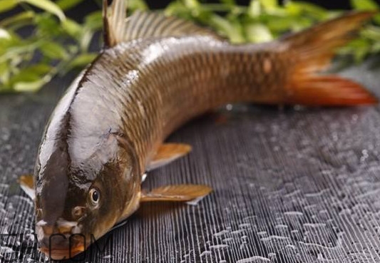 野生黃河鯉魚多少錢一斤？黃河鯉魚有幾根須
