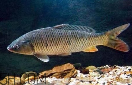 黃河鯉魚主要吃什么？黃河鯉魚和普通鯉魚的區(qū)別