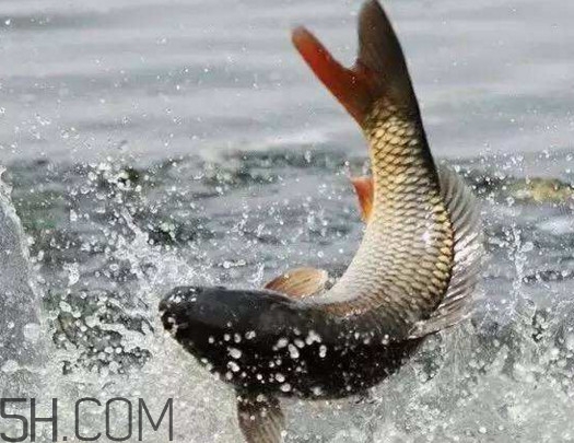 黃河鯉魚最大的有多大？黃河鯉魚怎么做好吃