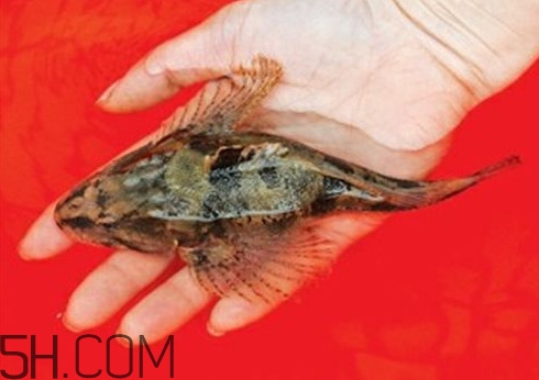 松江鱸魚哪里有？松江鱸魚什么季節(jié)吃最好