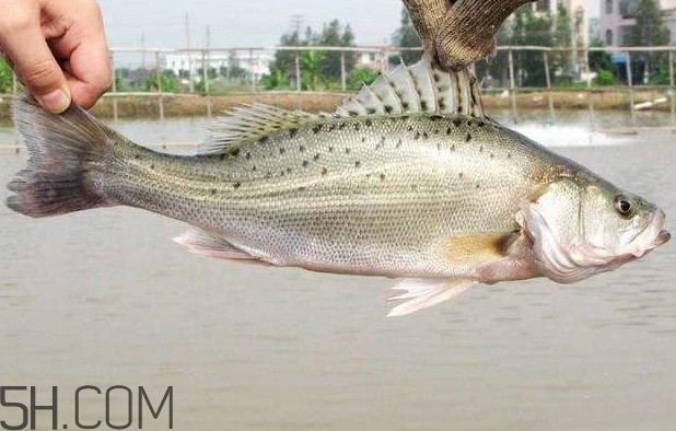 鱸魚有什么功效？鱸魚怎么養(yǎng)才不愛死