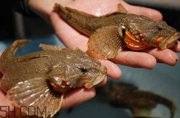 松江鱸魚多少錢一斤？松江鱸魚的松江在哪里