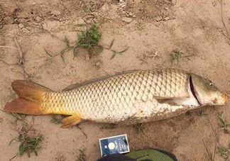 黃河鯉魚主要吃什么？黃河鯉魚和普通鯉魚的區(qū)別