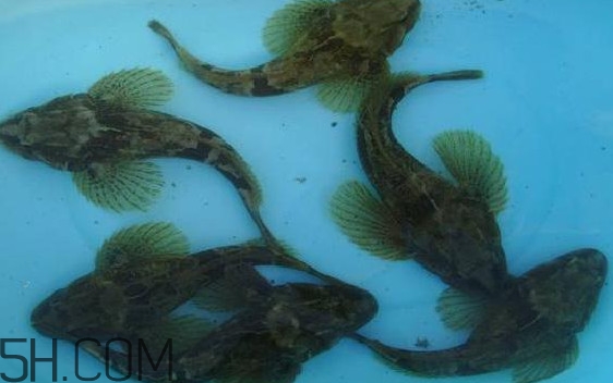 松江鱸魚怎么做？松江鱸魚養(yǎng)殖技術(shù)