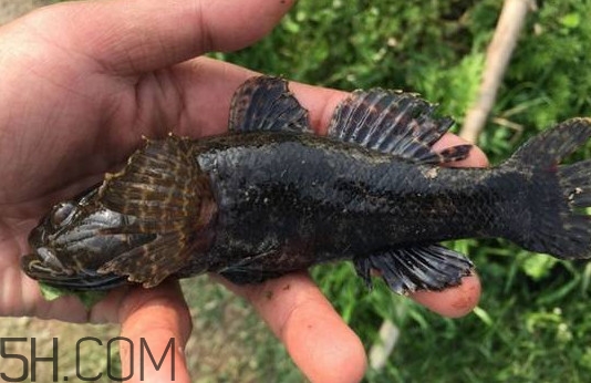 松江鱸魚能長多大？塘鱧魚和松江鱸魚有什么區(qū)別
