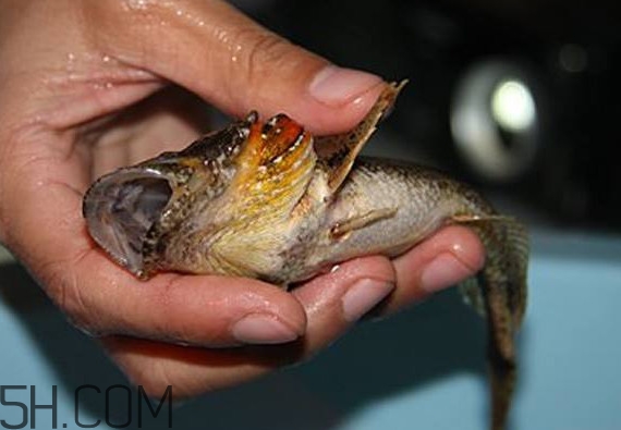 松江鱸魚產(chǎn)地在松江嗎？松江鱸魚是保護動物嗎