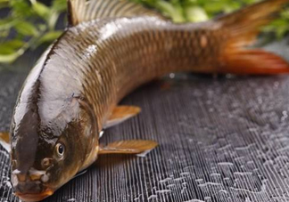 野生黃河鯉魚多少錢一斤？黃河鯉魚有幾根須