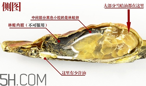 林蛙哪些部位不能吃？林蛙有什么營養(yǎng)