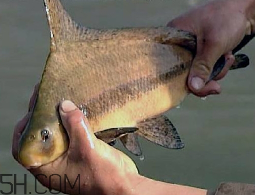胭脂魚是冷水魚嗎？胭脂魚是熱帶魚嗎