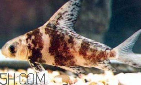 胭脂魚是冷水魚嗎？胭脂魚是熱帶魚嗎